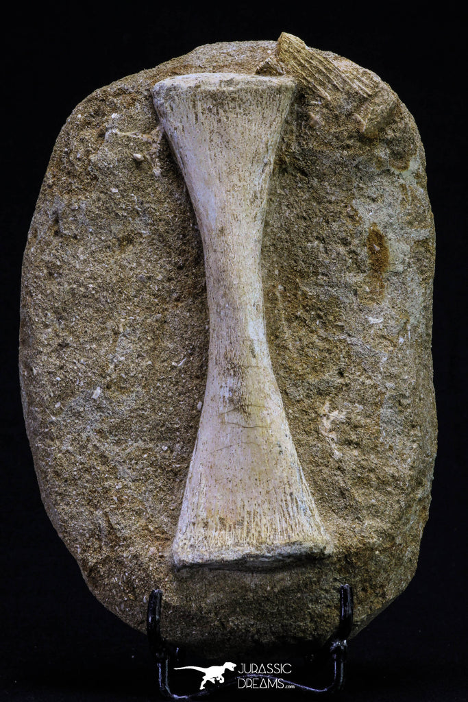 20497 - Finest Grade Unidentified Mosasaur Phalanx Paddle Bone in Matrix Cretaceous