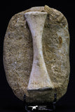 20497 - Finest Grade Unidentified Mosasaur Phalanx Paddle Bone in Matrix Cretaceous