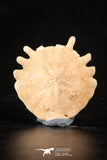 88249 - Top Beautiful 1.13 Inch Heliophora orbicularis (Urchin) Upper Pliocene