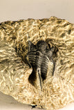 30757 - Beautiful 1.42 Inch Cyphaspis (Otarion) cf. boutscharafinense Devonian Trilobite