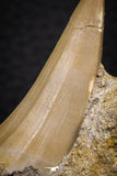 07692 - Top Rare Mosasaurus baugei 1.87 Inch Tooth in Matrix Late Cretaceous