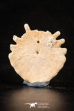 88249 - Top Beautiful 1.13 Inch Heliophora orbicularis (Urchin) Upper Pliocene