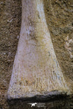 20497 - Finest Grade Unidentified Mosasaur Phalanx Paddle Bone in Matrix Cretaceous