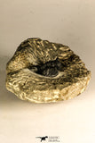 30757 - Beautiful 1.42 Inch Cyphaspis (Otarion) cf. boutscharafinense Devonian Trilobite