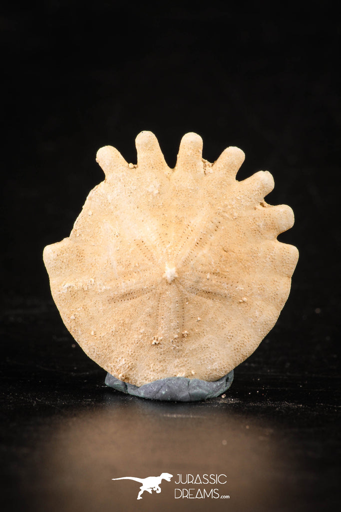 88250 - Top Beautiful 1.12 Inch Heliophora orbicularis (Urchin) Upper Pliocene