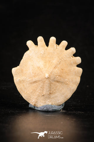 88250 - Top Beautiful 1.12 Inch Heliophora orbicularis (Urchin) Upper Pliocene