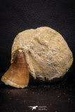 07693 - Top Huge 1.70 Inch Mosasaur (Prognathodon anceps) Tooth in Matrix Late Cretaceous