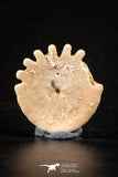 88250 - Top Beautiful 1.12 Inch Heliophora orbicularis (Urchin) Upper Pliocene