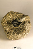 30757 - Beautiful 1.42 Inch Cyphaspis (Otarion) cf. boutscharafinense Devonian Trilobite
