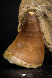 07693 - Top Huge 1.70 Inch Mosasaur (Prognathodon anceps) Tooth in Matrix Late Cretaceous