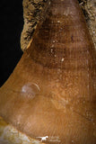 07693 - Top Huge 1.70 Inch Mosasaur (Prognathodon anceps) Tooth in Matrix Late Cretaceous