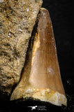 07693 - Top Huge 1.70 Inch Mosasaur (Prognathodon anceps) Tooth in Matrix Late Cretaceous