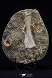 20498 - Finest Grade Unidentified Mosasaur Phalanx Paddle Bone in Matrix Cretaceous
