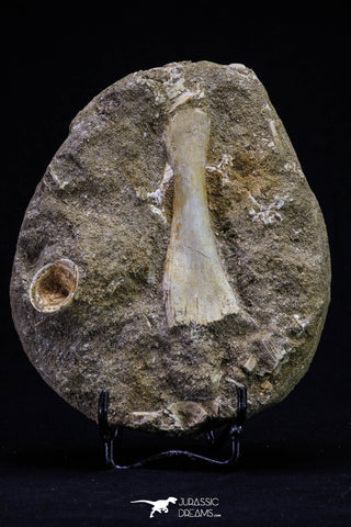 20498 - Finest Grade Unidentified Mosasaur Phalanx Paddle Bone in Matrix Cretaceous