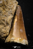 07693 - Top Huge 1.70 Inch Mosasaur (Prognathodon anceps) Tooth in Matrix Late Cretaceous