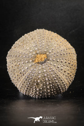 88251 - Top Beautiful 2.57 Inch Psammechinus miliaris (Sea Urchin) Upper Pleistocene