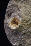 20498 - Finest Grade Unidentified Mosasaur Phalanx Paddle Bone in Matrix Cretaceous