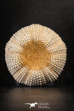 88251 - Top Beautiful 2.57 Inch Psammechinus miliaris (Sea Urchin) Upper Pleistocene
