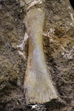 20498 - Finest Grade Unidentified Mosasaur Phalanx Paddle Bone in Matrix Cretaceous