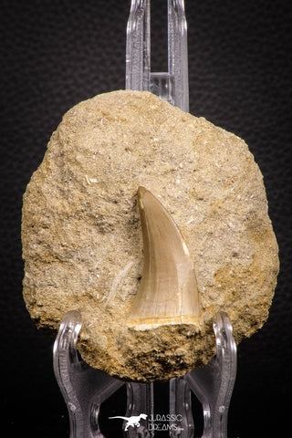 07694 - Rare 1.65 Inch Mosasaurus hoffmanni Tooth on Matrix Late Cretaceous