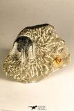 30758 - Nicely Prepared 1.15 Inch Cyphaspis (Otarion) cf. boutscharafinense Devonian Trilobite