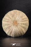 88252 - Top Beautiful 2.64 Inch Psammechinus miliaris (Sea Urchin) Upper Pleistocene