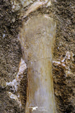 20498 - Finest Grade Unidentified Mosasaur Phalanx Paddle Bone in Matrix Cretaceous