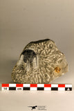 30758 - Nicely Prepared 1.15 Inch Cyphaspis (Otarion) cf. boutscharafinense Devonian Trilobite