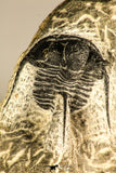 30758 - Nicely Prepared 1.15 Inch Cyphaspis (Otarion) cf. boutscharafinense Devonian Trilobite