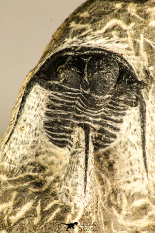 30758 - Nicely Prepared 1.15 Inch Cyphaspis (Otarion) cf. boutscharafinense Devonian Trilobite