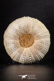 88252 - Top Beautiful 2.64 Inch Psammechinus miliaris (Sea Urchin) Upper Pleistocene
