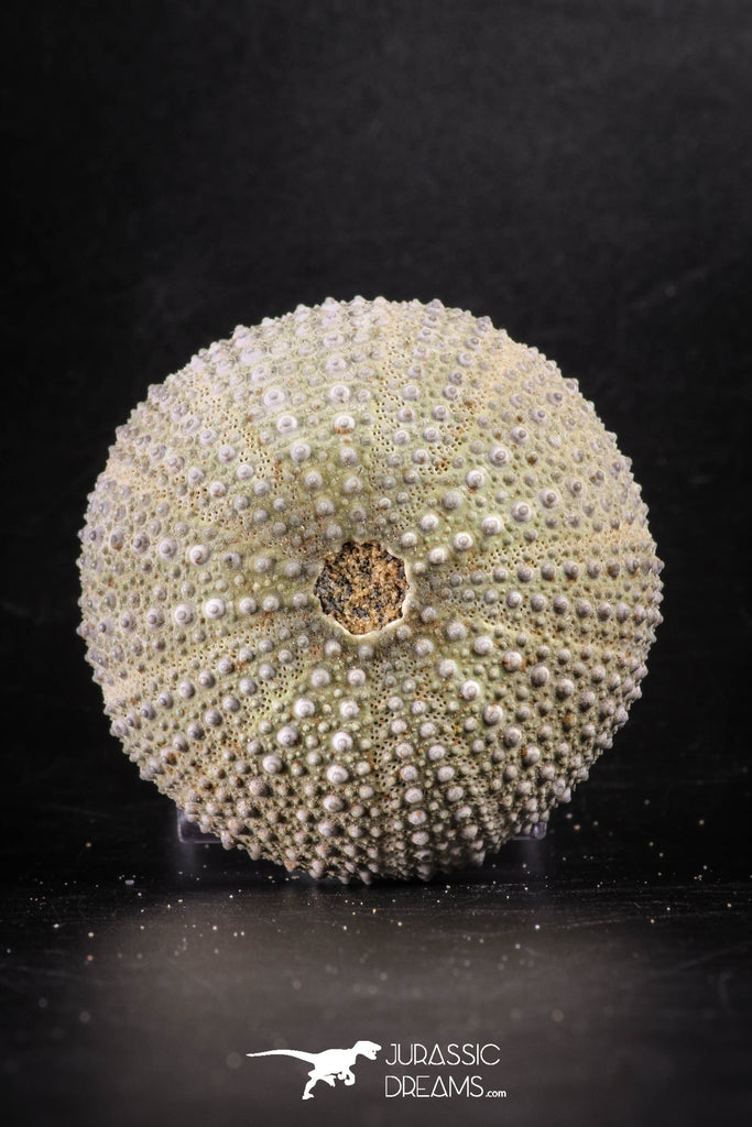 88253 - Top Beautiful 2.38 Inch Psammechinus miliaris (Sea Urchin) Upper Pleistocene