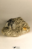 30758 - Nicely Prepared 1.15 Inch Cyphaspis (Otarion) cf. boutscharafinense Devonian Trilobite