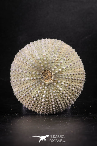 88253 - Top Beautiful 2.38 Inch Psammechinus miliaris (Sea Urchin) Upper Pleistocene