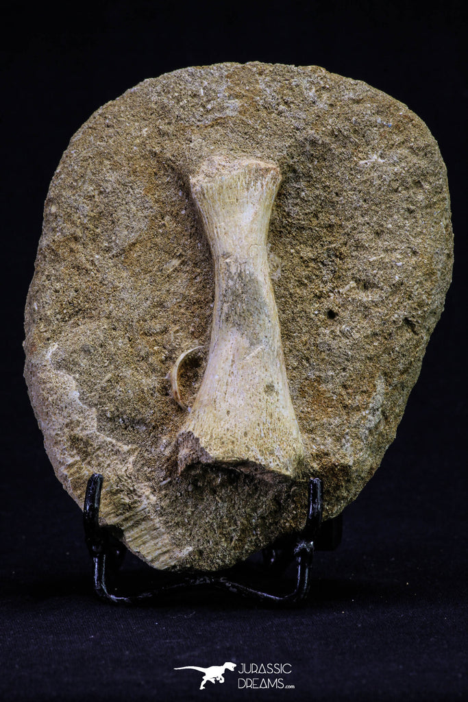 20499 - Finest Grade Unidentified Mosasaur Phalanx Paddle Bone in Matrix Cretaceous