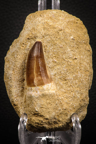 07695 - Top Huge 1.59 Inch Mosasaur (Prognathodon anceps) Tooth in Matrix Late Cretaceous