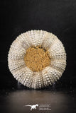 88253 - Top Beautiful 2.38 Inch Psammechinus miliaris (Sea Urchin) Upper Pleistocene
