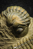 22045 - Top Association Crotalocephalina gibbus + Reedops sp. Lower Devonian Trilobites