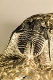 30758 - Nicely Prepared 1.15 Inch Cyphaspis (Otarion) cf. boutscharafinense Devonian Trilobite