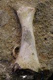 20499 - Finest Grade Unidentified Mosasaur Phalanx Paddle Bone in Matrix Cretaceous