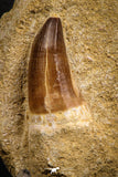 07695 - Top Huge 1.59 Inch Mosasaur (Prognathodon anceps) Tooth in Matrix Late Cretaceous