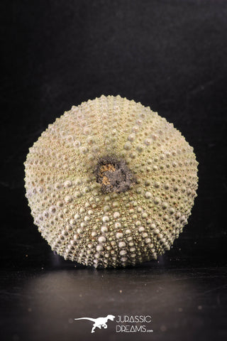 88254 - Top Beautiful 2.34 Inch Psammechinus miliaris (Sea Urchin) Upper Pleistocene