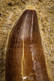 07695 - Top Huge 1.59 Inch Mosasaur (Prognathodon anceps) Tooth in Matrix Late Cretaceous