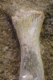 20499 - Finest Grade Unidentified Mosasaur Phalanx Paddle Bone in Matrix Cretaceous
