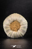 88254 - Top Beautiful 2.34 Inch Psammechinus miliaris (Sea Urchin) Upper Pleistocene