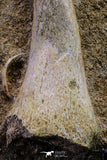 20499 - Finest Grade Unidentified Mosasaur Phalanx Paddle Bone in Matrix Cretaceous