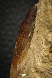 07695 - Top Huge 1.59 Inch Mosasaur (Prognathodon anceps) Tooth in Matrix Late Cretaceous