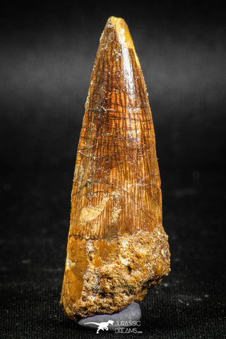 05039 -  Top Beautiful 2.16 Inch Spinosaurus Dinosaur Tooth Cretaceous