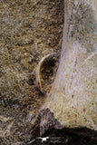 20499 - Finest Grade Unidentified Mosasaur Phalanx Paddle Bone in Matrix Cretaceous