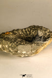 30758 - Nicely Prepared 1.15 Inch Cyphaspis (Otarion) cf. boutscharafinense Devonian Trilobite